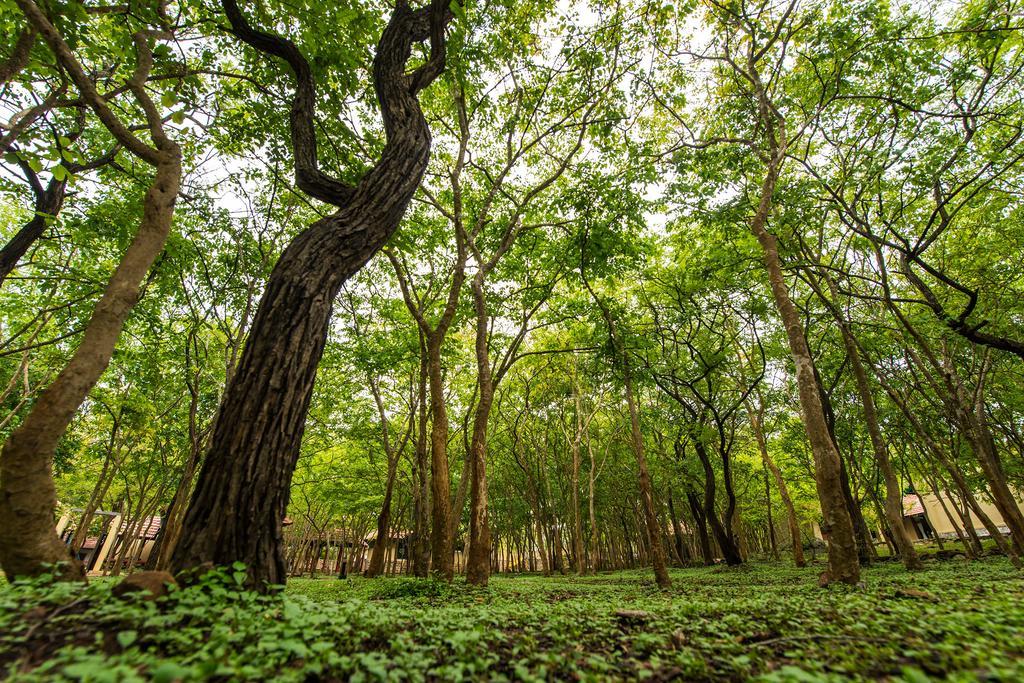 The Windflower Jungle Resort & Spa, Bandipūr Dış mekan fotoğraf